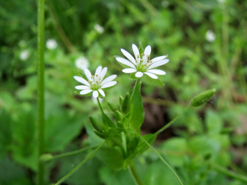 20140408Stellaria_nemorum1