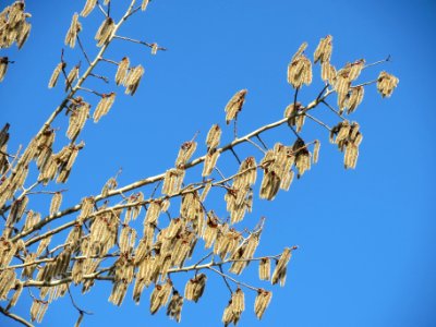 20140302Populus_tremula2