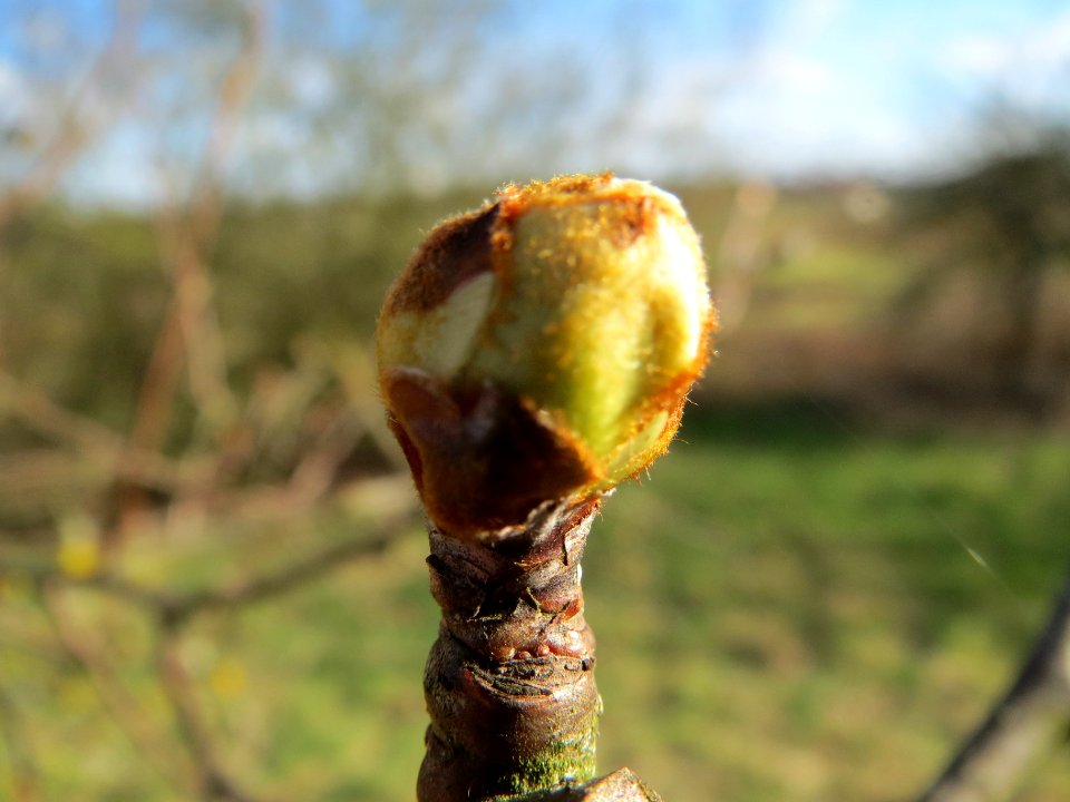 20140228Malus_domestica1