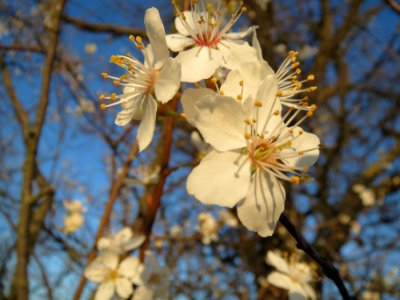 20140302Prunus_cerasifera_Hockenheim5