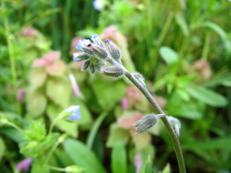 20140408Myosotis_arvensis2