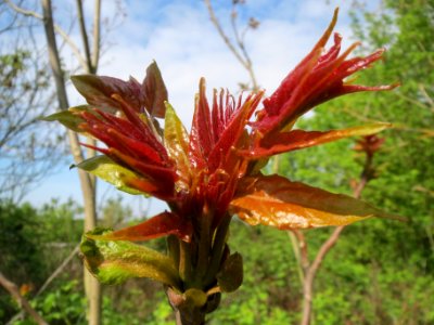 20140410Rhus_typhina2