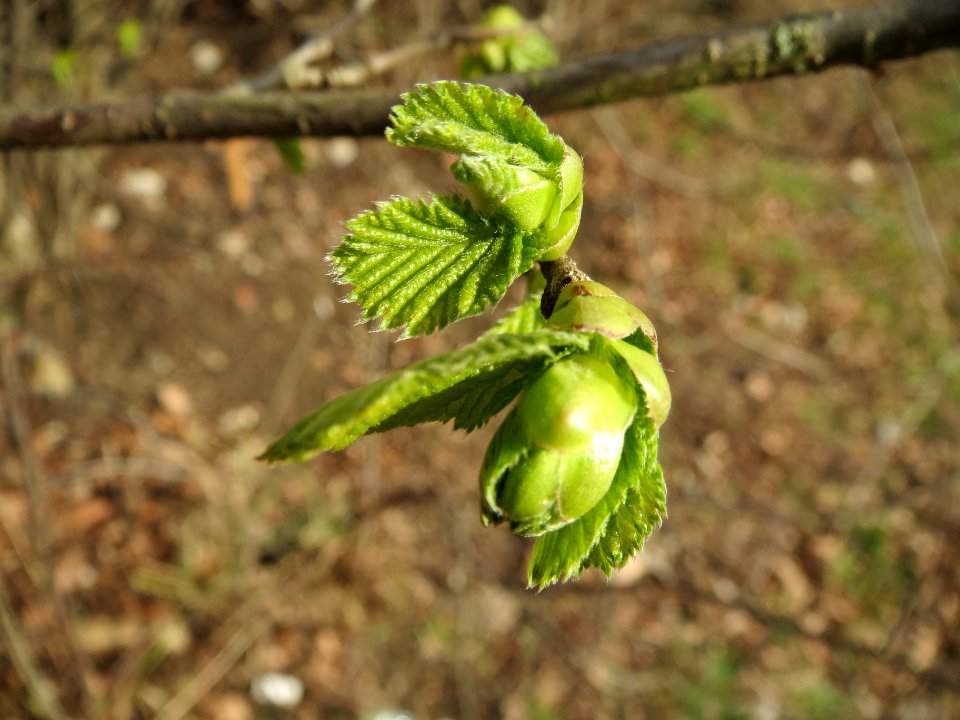 20140228Corylus_avellana3