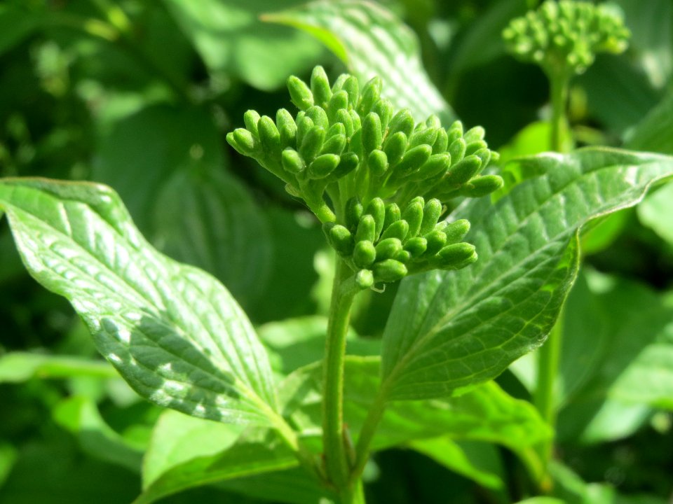 20140408Cornus_sanguinea