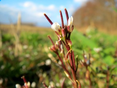 20140302Cardamine_hirsuta3