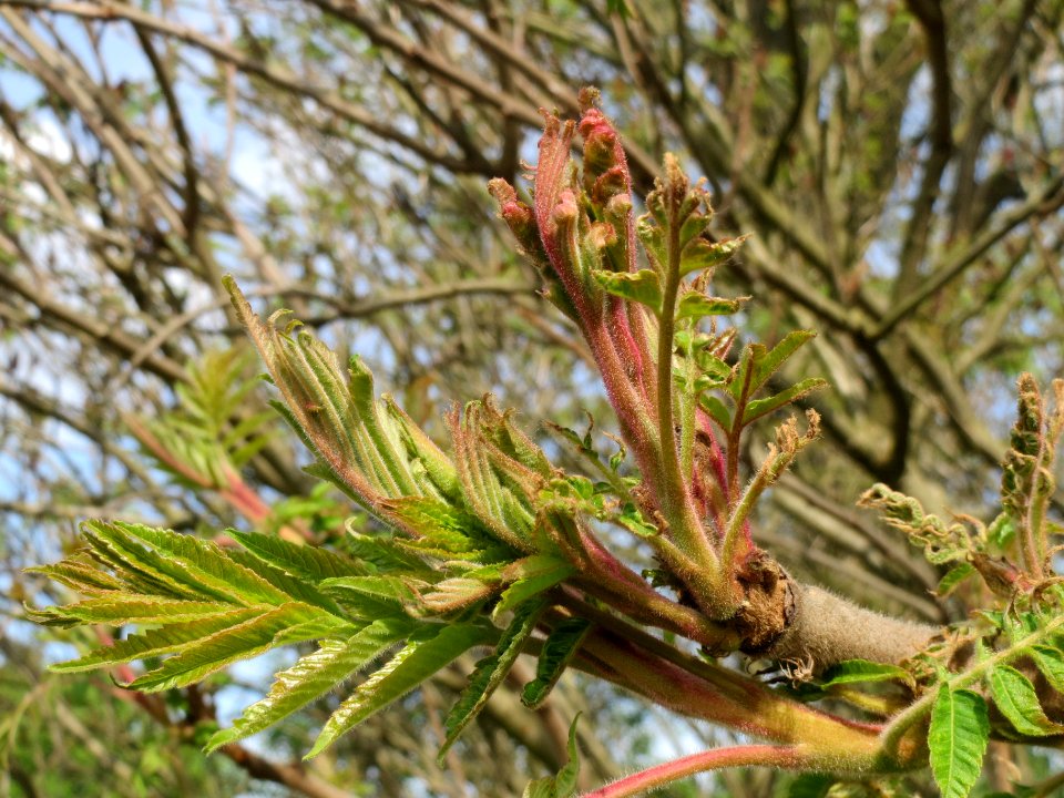 20140410Rhus_typhina3
