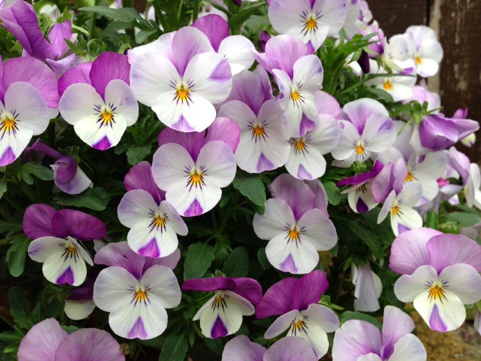 Violet plant violet flower plants