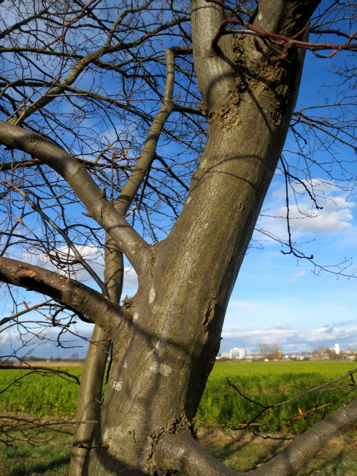 20140228Carpinus_betulus3