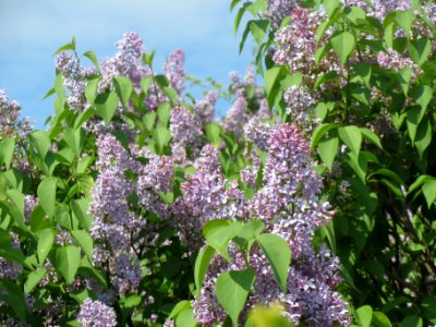 20140410Syringa_vulgaris1