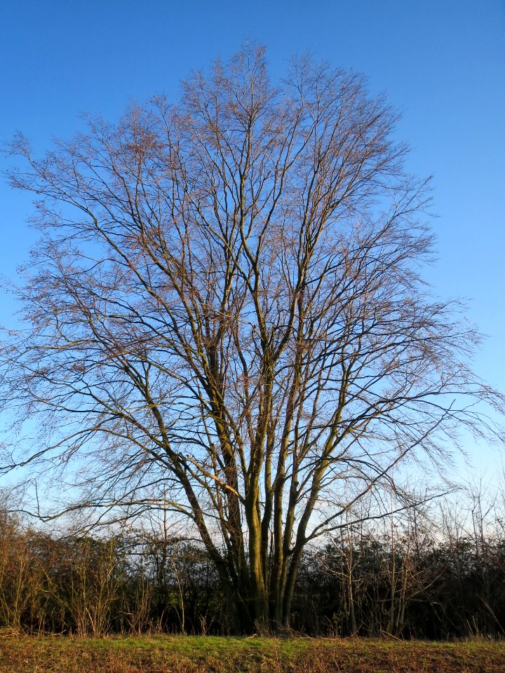 20140302Carpinus_betulus1