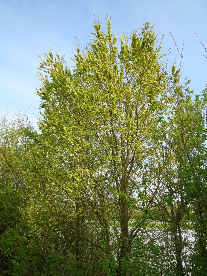 20140410Ulmus_minor
