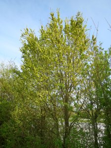 20140410Ulmus_minor