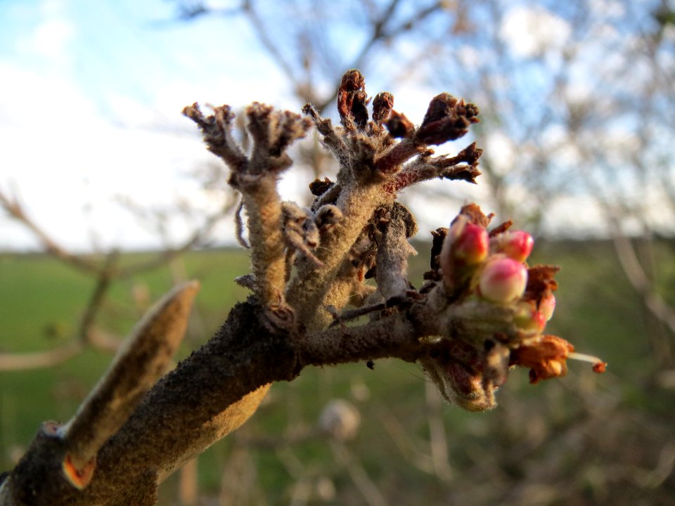 20140227Viburnum_lantana1