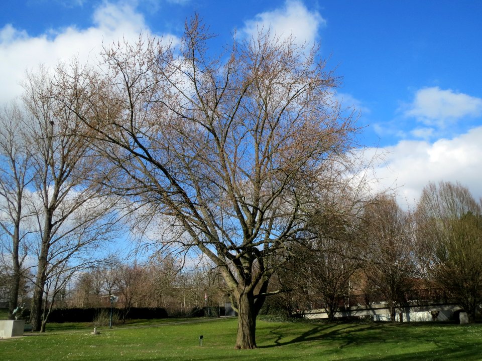 20140302Acer_saccharinum1