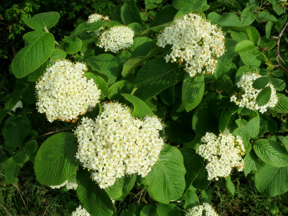 20140410Viburnum_lantana4