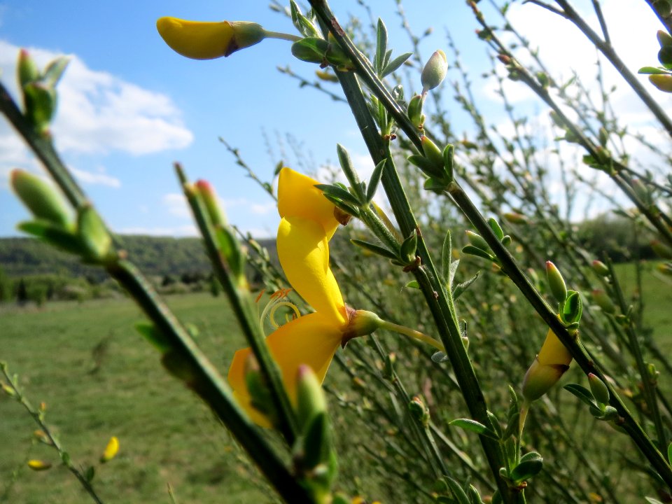 20140413Cytisus_scoparius