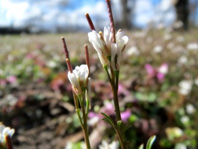 20140228Cardamine_hirsuta2
