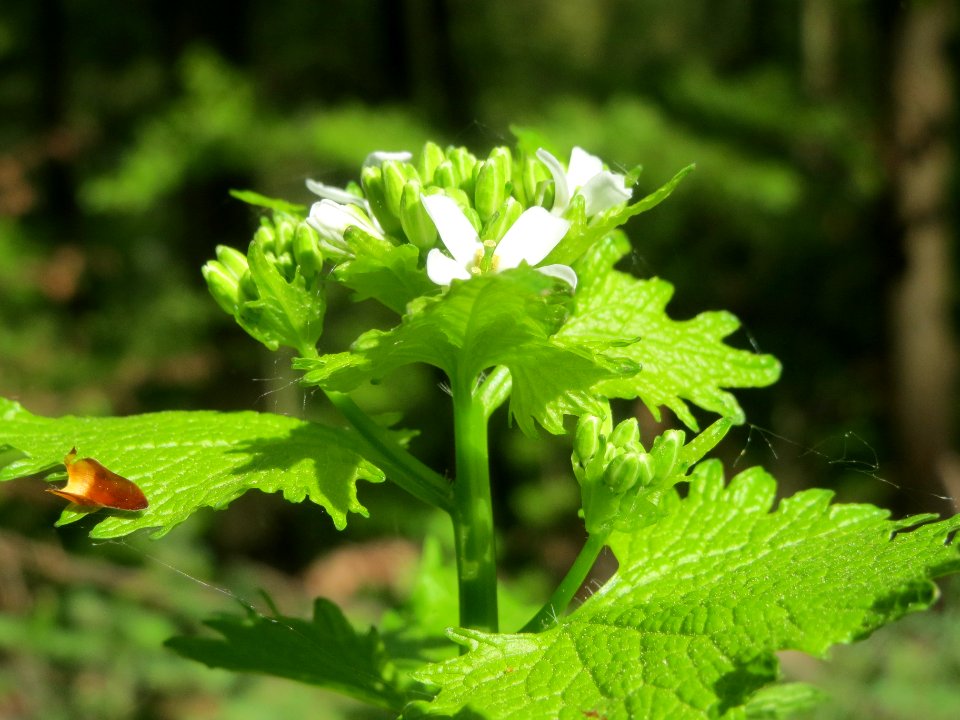 20140413Alliaria_petiolata2