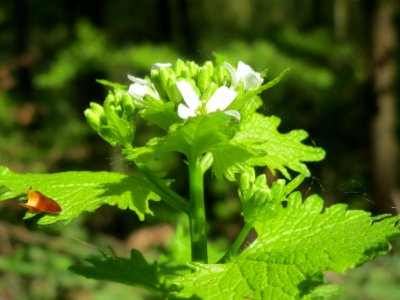 20140413Alliaria_petiolata2