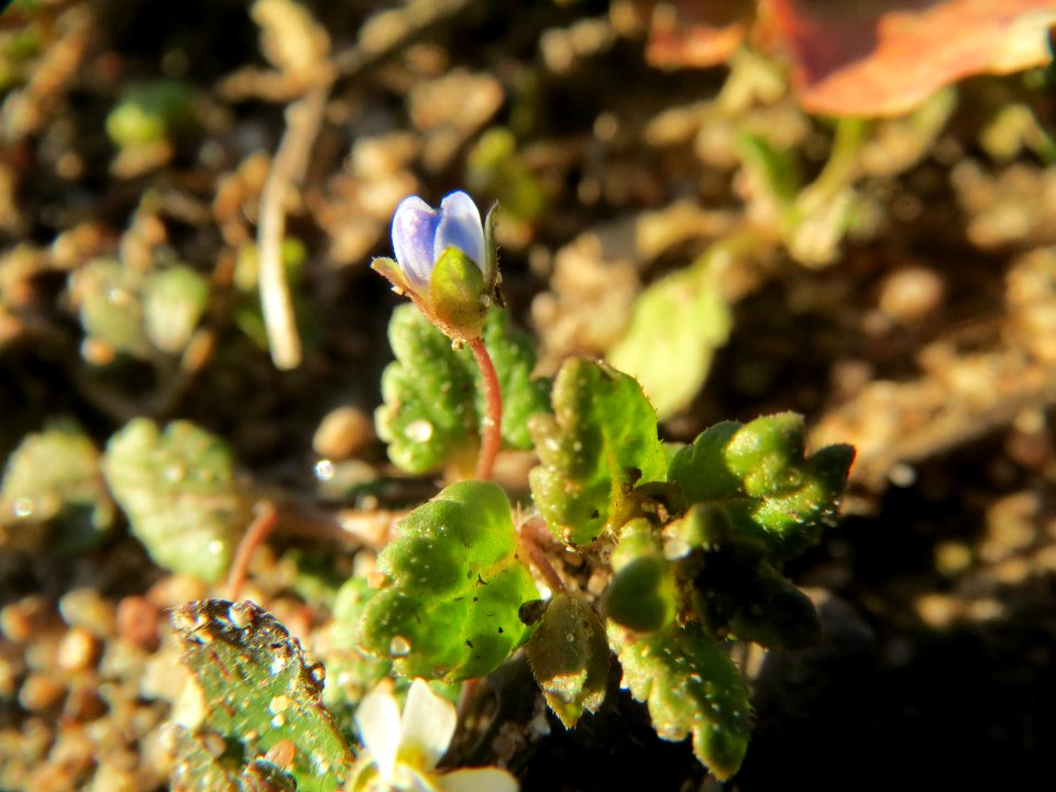 20140217Veronica_persica4