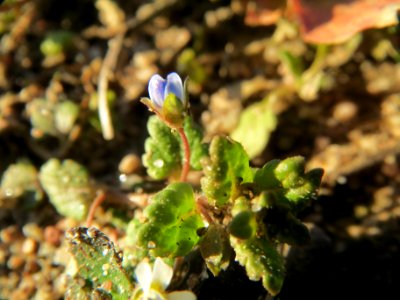 20140217Veronica_persica4