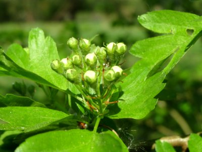20140413Crataegus_monogyna