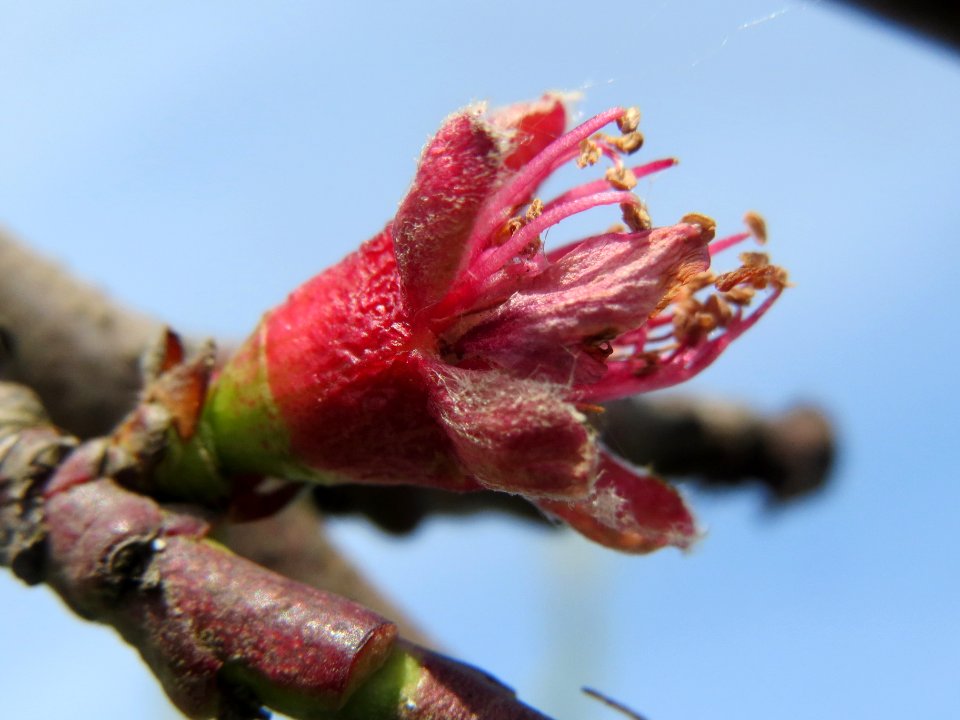 20140410Prunus_dulcis2