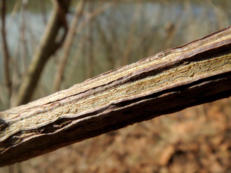 20140220Acer_campestre2
