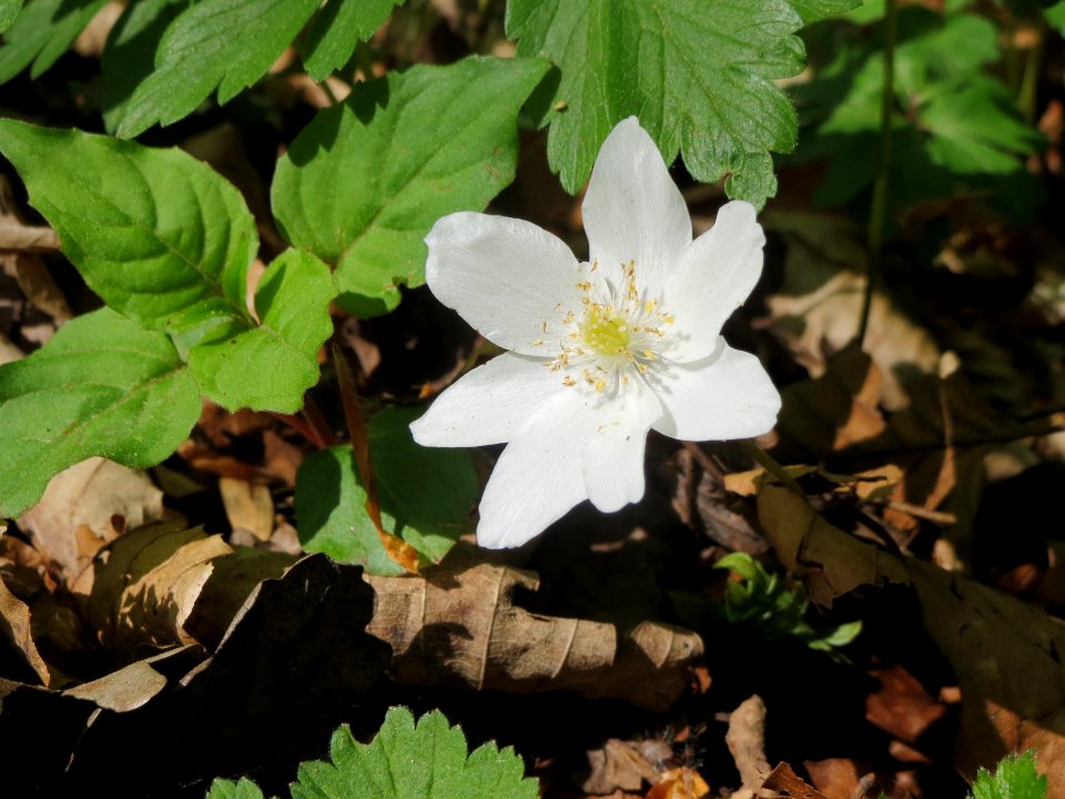 20140413Anemone_nemorosa