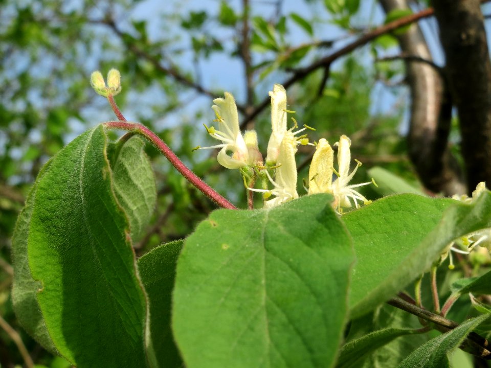 20140410Lonicera_xylosteum4