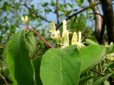 20140410Lonicera_xylosteum4