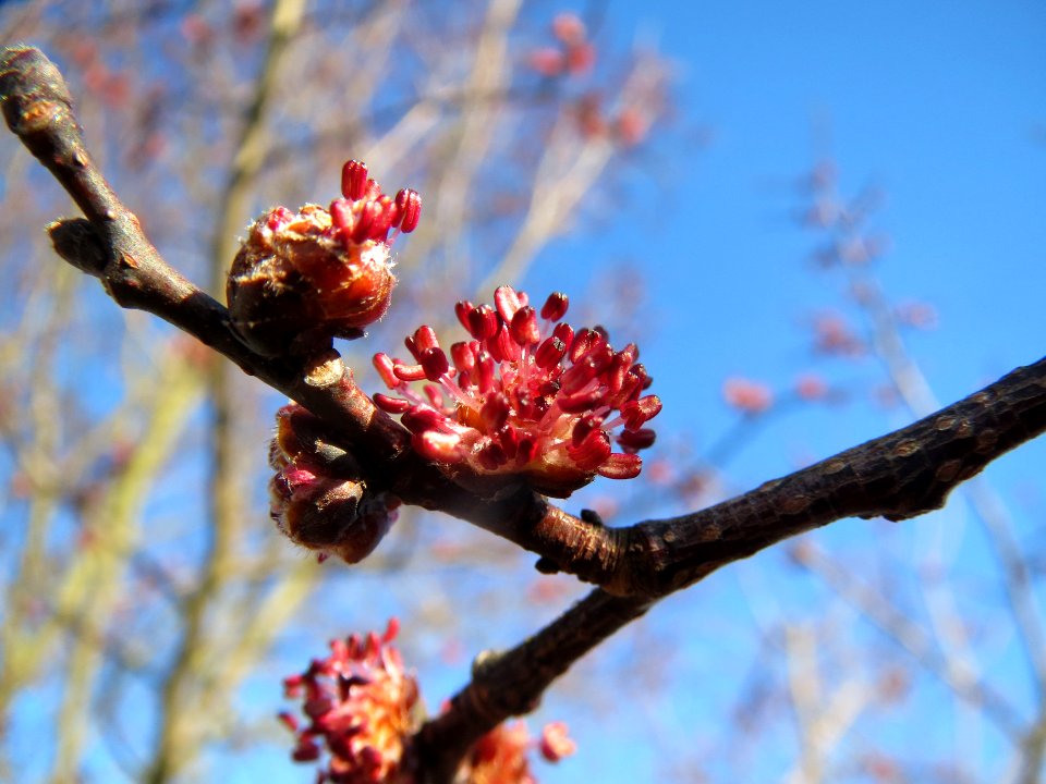 20140217Ulmus_minor16