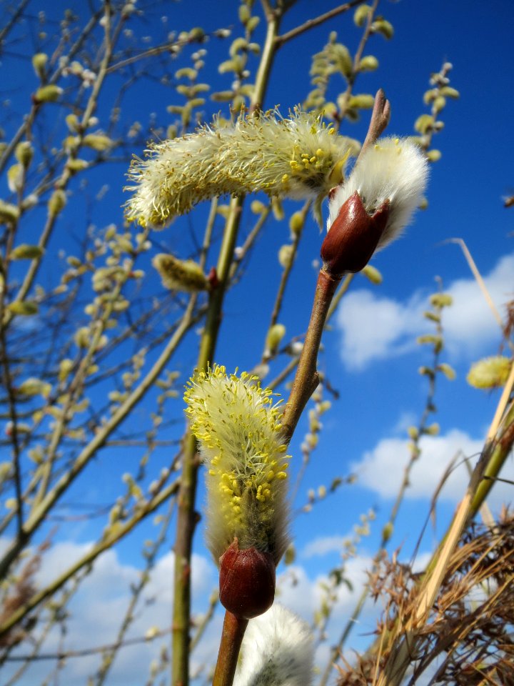 20140302Salix_caprea06