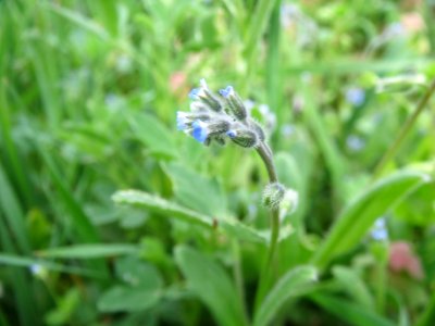 20140408Myosotis_arvensis1