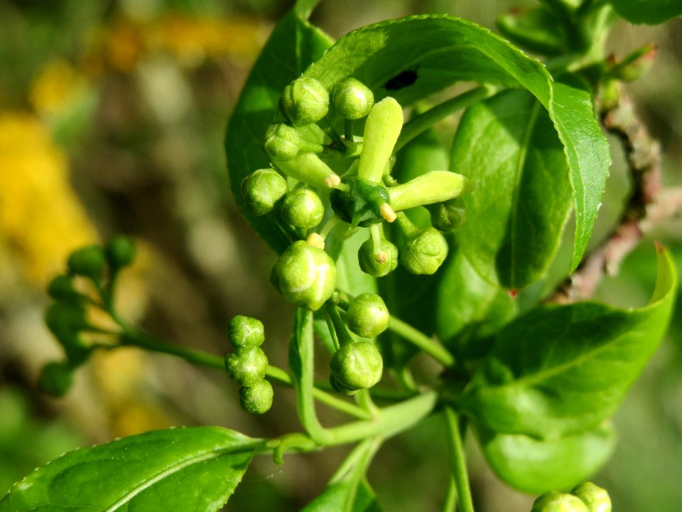 20140410Euonymus_europaeus4