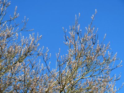 20140217Salweide_Hockenheim2