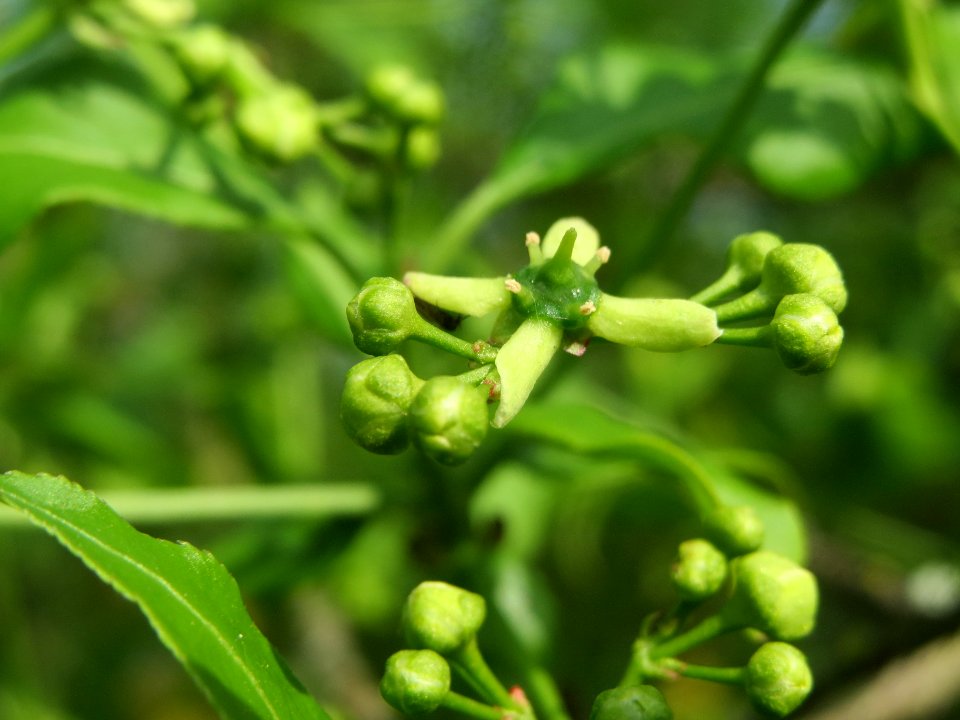 20140410Euonymus_europaeus3
