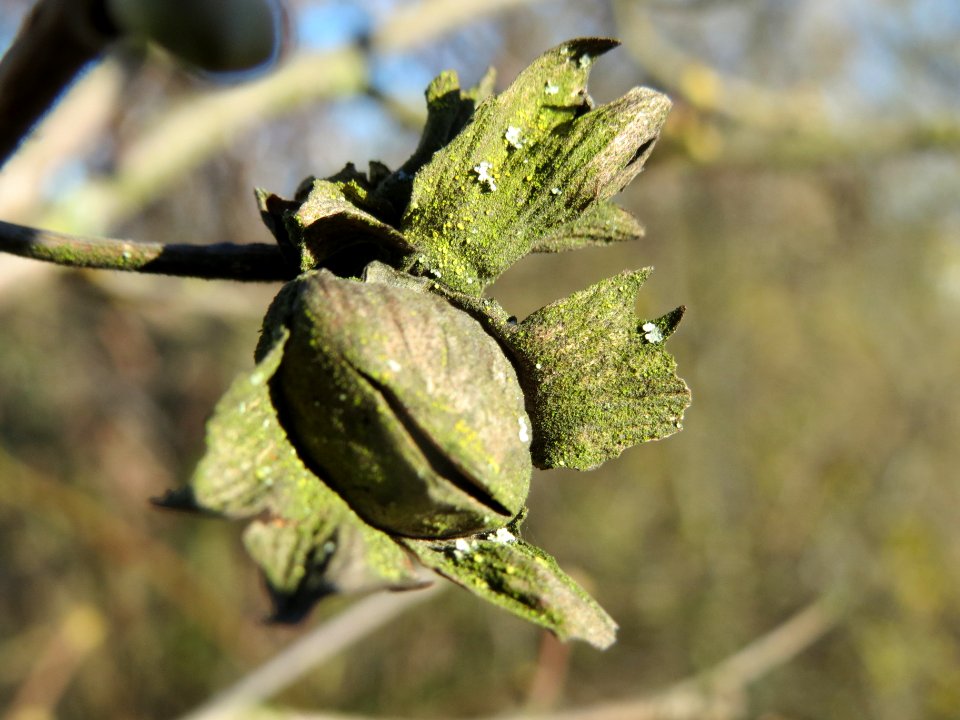 20140217Haselnuss_Neulussheim