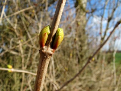 20140302Viburnum_opulus2