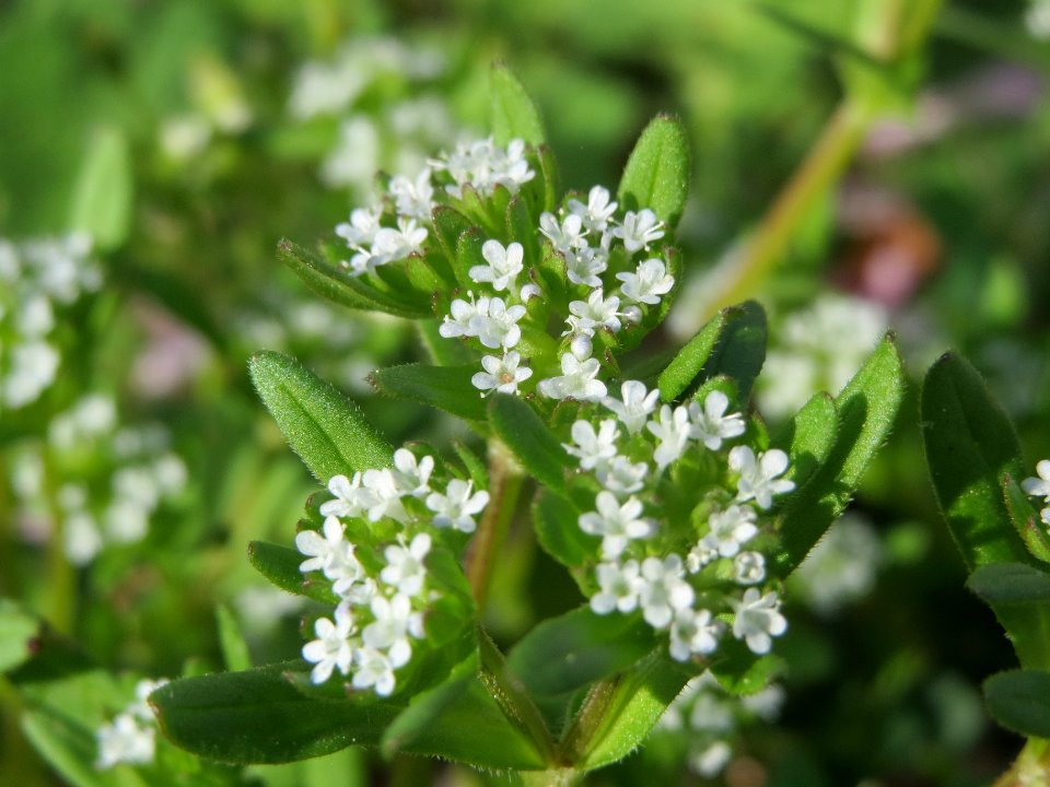 20140410Valerianella_locusta