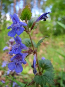 20140418Glechoma_hederacea