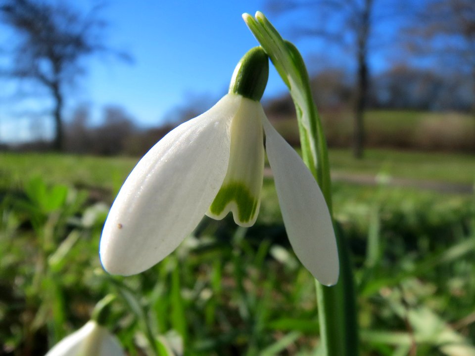 20140217Galanthus_nivalis2