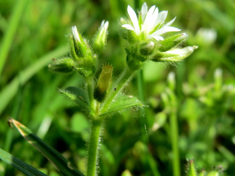 20140410Cerastium_glomeratum1