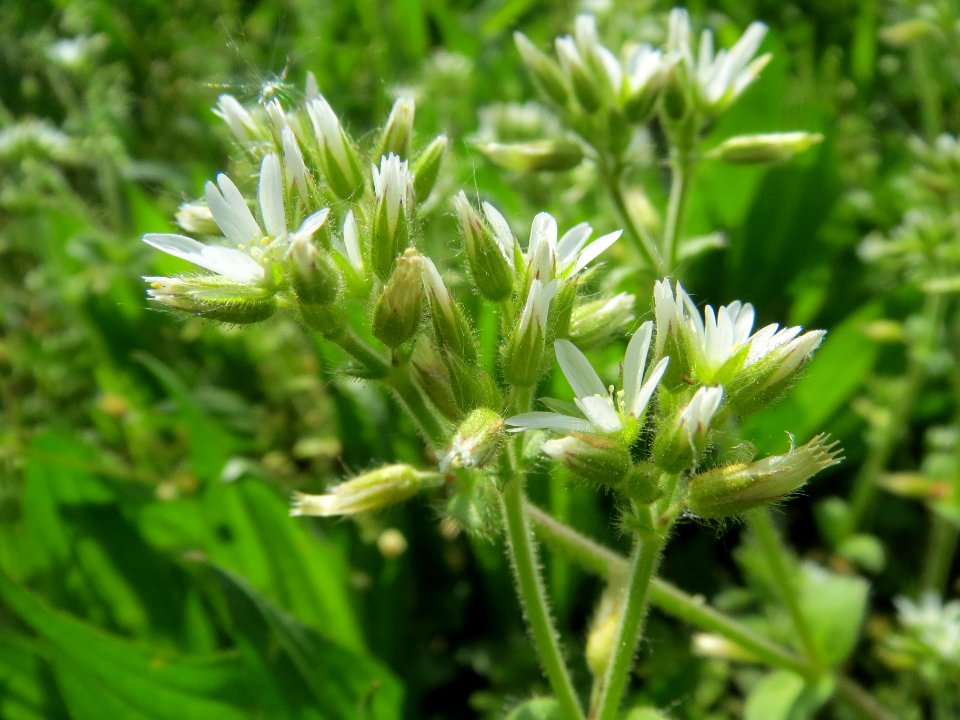 20140410Cerastium_glomeratum3