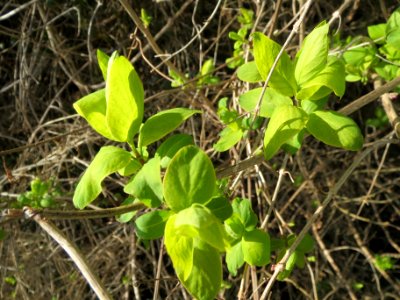 20140302Sambucus_nigra3