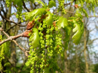 20140410Quercus_robur