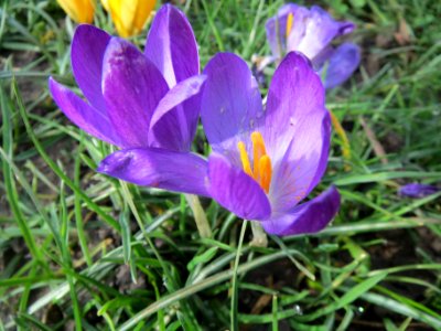 20140220Crocus_tommasinianus2