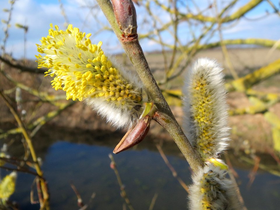 20140302Salix_caprea09