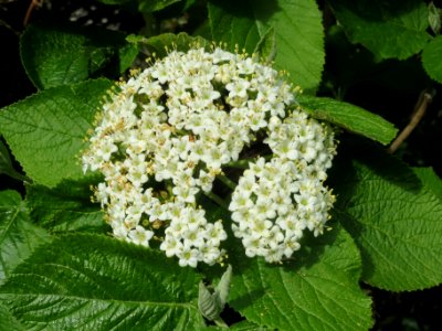 20140410Viburnum_lantana3