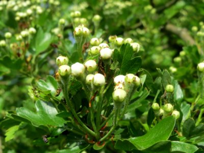 20140410Crataegus_monogyna7